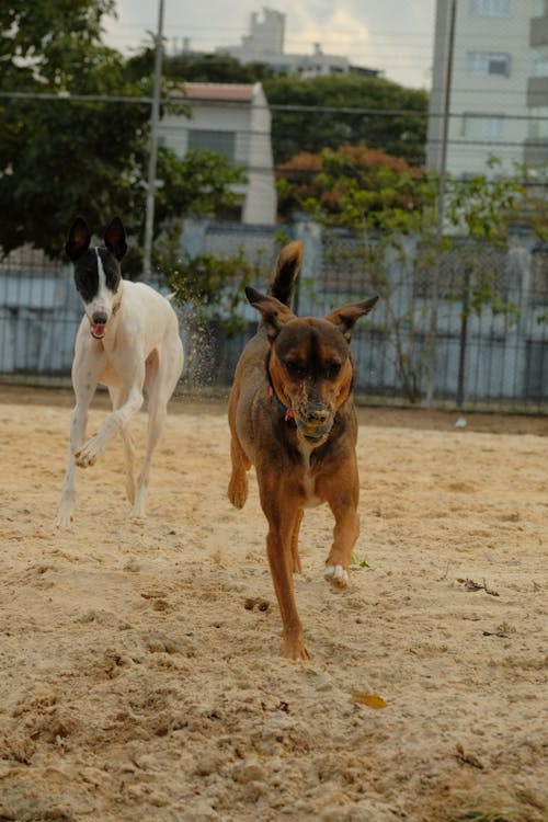 Minimal shedding is important to me